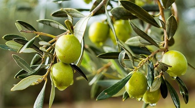 Sofralık zeytin ihracatında tarihi rekor