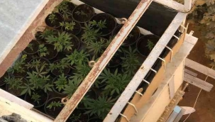 Evinin balkonunda saksıda kenevir yetiştiren kişi yakalandı 