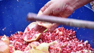 Narıyla Meşhur Çıtak köyünde hasat bitti, Nar ekşisi yapımı başladı.