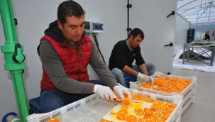 Soyer: "Küçücük mandalina üretenlere ekmek oluyor ve gelir yaratıyor, o yüzden turuncu mucize dedik"