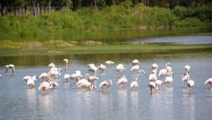 Aliağa'nın allı turnaları