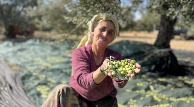 Yeni Şakran'ın Aromatik Zeytinyağları Sofralardaki Yerini Alıyor