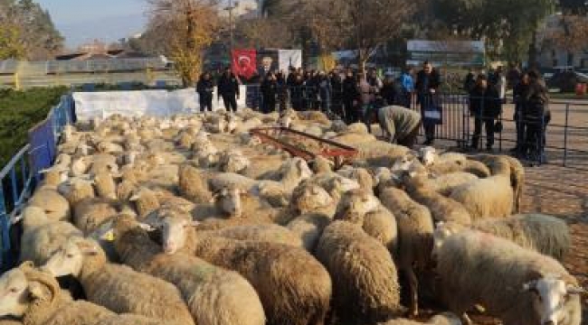 Büyükşehir'in Ödemiş'te dağıttığı küçükbaş sayısı 2 bini aştı