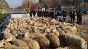 Büyükşehir'in Ödemiş'te dağıttığı küçükbaş sayısı 2 bini aştı