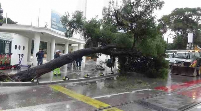 Kültürpark önündeki ağaç bir anda devrildi