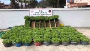 Saksı ve arı kovanlarına kenevir ekti