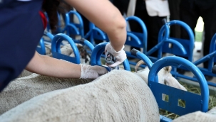 Aşı Kampanyası Aliağalı Üreticilere 28 Milyon Liralık Katkı Sağladı