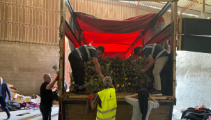 İzmir'den Osmaniye'ye 20 bin zeytin fidanı