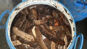 Aliağa'da Yasadışı yollarla avlanan deniz patlıcanları denize salındı