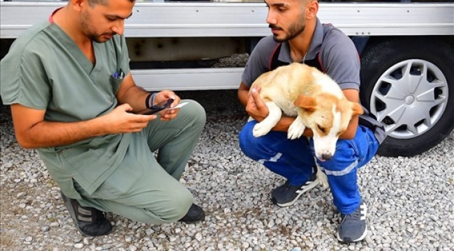 İzmir'de bir yılda 25 bin kedi ve köpek kısırlaştırıldı