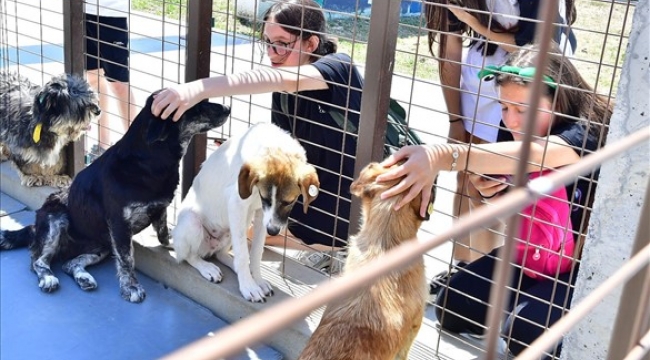 İzmirliler PAKOFEST'te patili dostlarla buluştu