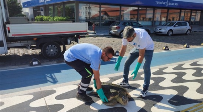 Körfez'de yaralı "Caretta Caretta" bulundu