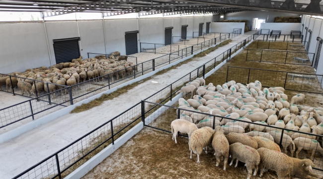 Üreticilere Destek Sağlayacak 'Damızlık Koyun Üretim Merkezi' Faaliyete Geçti 