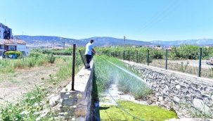 İklim krizi sivrisinek popülasyonunu artırdı