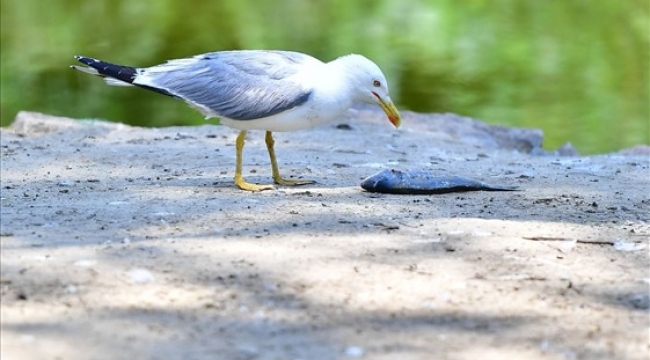 İzmir Doğal Yaşam Parkı'nın göçmen kuşları 