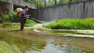 Kütahya genelinde ilaçlama sürüyor