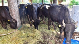 Manda üreticiliği altın kadar kıymetli