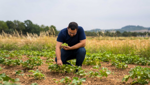 Susuz bamya İzmir'e yayılıyor