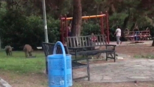Çocuklar parkta oynadı, domuz sürüsü yiyecek aradı