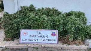 İzmir'de Jandarma ekipleri, binlerce kök kenevir bitkisi ele geçirdi.