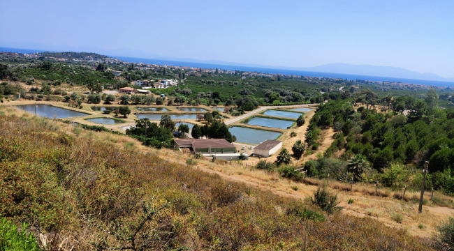 İzmir Sularına 5 Milyon Yavru Sazan