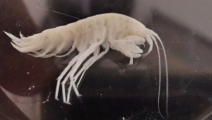 Türkiye'nin en derin 3'üncü mağarasında yeni bir yangıç türü keşfedildi