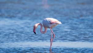 Yüzülebilir Körfez yatırımları meyvelerini veriyor