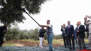 Aliağa'da 2. Zeytin Hasat Şenliği Düzenlendi