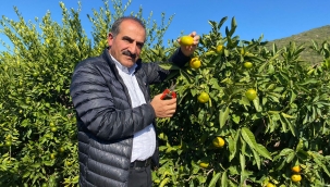 Satsuma mandalinanın ihracat yolculuğu 20 Ekim'de başlıyor