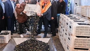 Zeytin üreticilerinin tesis sevinci