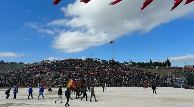 Kınık'ta develerin güreştiği festival, renkli görüntülere sahne oldu