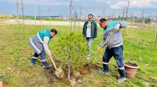 Karşıyaka'dan Getirilen 12 Yaşındaki Fıstık Çamı Aliağa'da Yaşayacak  