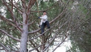 Kozalak verimi yüzde 20'den yüzde 60'a çıktı