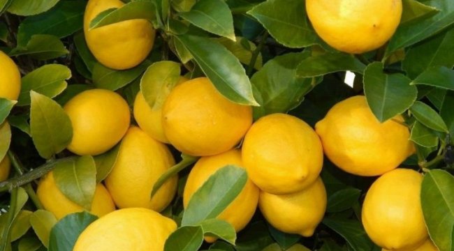 Üretici-market farkı en çok limonda! 3,5 liralık limon 17 liraya satıldı