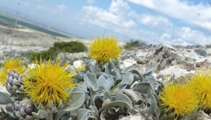 Bakan Yumaklı'dan kuraklığa dayanıklı bitki kullanımı için çağrı