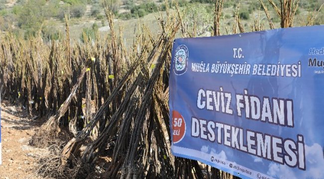 Muğla'da meyve fidanı dağıtımı devam ediyor