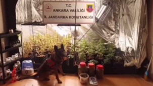 Narkoçelik-13'te 194 gözaltı