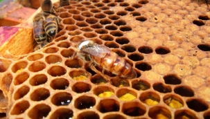 İklim değişikliği bal arılarını etkiledi!