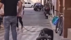 Yasaklı Irk Köpek, Sokak Kedisini Nefessiz Bıraktı, Sahibi Gözaltına Alındı!