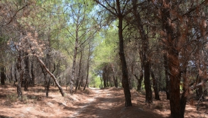 İzmir'de ormanlık alanlara giriş yasağı