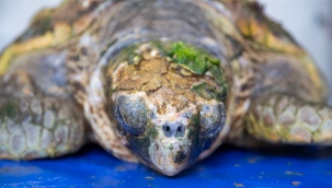 Körfez'deki yaralı Caretta caretta kurtarıldı