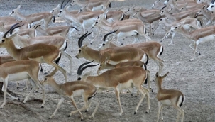 Kakadu papağanı ailesinin 15 yıl sonra ilk yavrusu dünyaya geldi