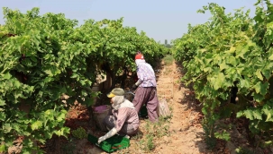 Sultani çekirdeksiz sofralık üzüm 25 Temmuz'da ihracat yolcusu