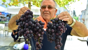 2600 Yıllık Gelenek; Urla Bağbozumu Şenlikleri 