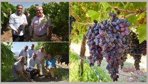 "BORSAKARASI" ÜZÜMÜ İKİNCİ ÜRÜNÜNÜ VERDİ