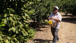 Karaburun'da narenciye kalitesi artıyor