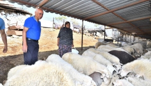 Merasız kalan hayvanlar yem desteğiyle yaşama tutundu