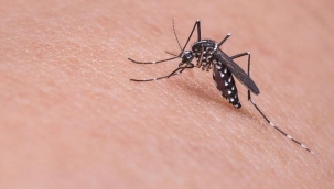 Sağlık Bakanlığı'ndan Batı Nil Virüsü açıklaması: 6 kişide tespit edildi