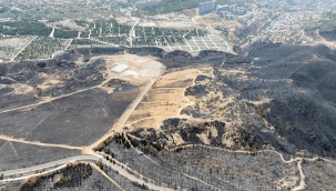 Yangınların etkilediği 15 bin ağaç tedavi edilerek hayatta tutulacak