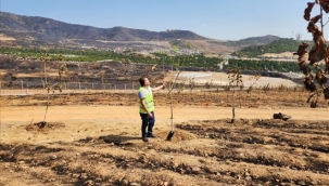 Yapraklar yeniden yeşermeye başladı